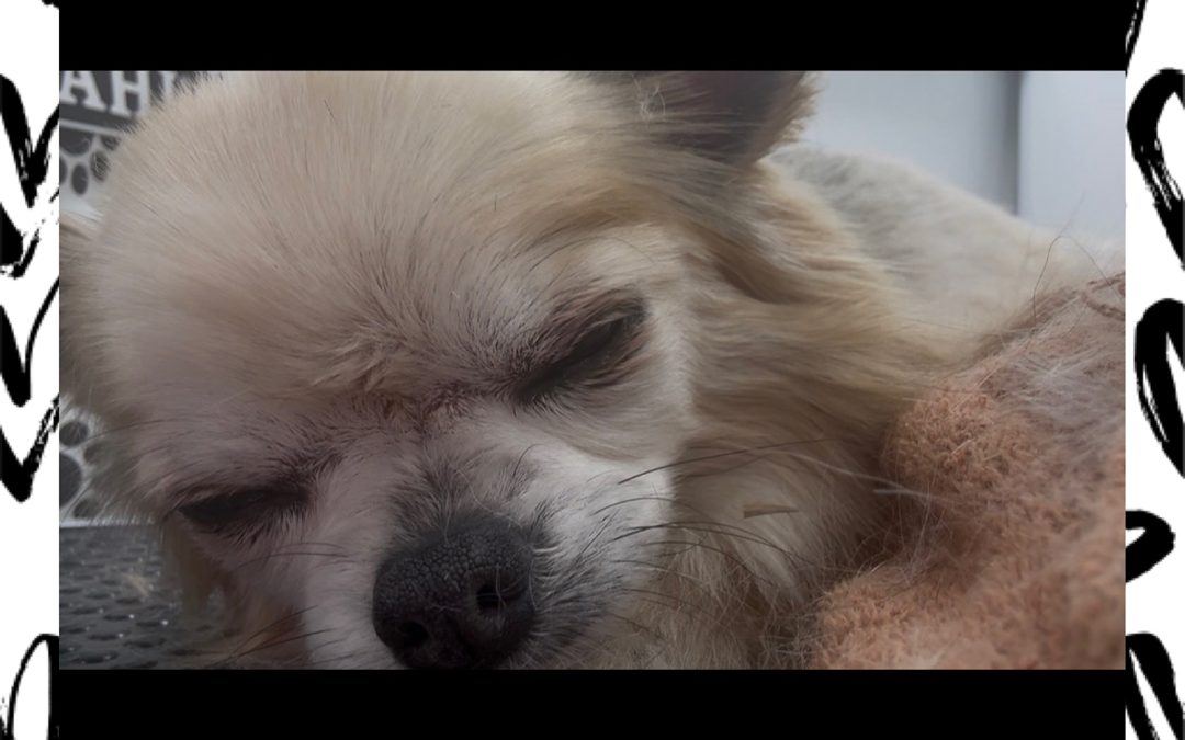 How Mobile Grooming Helps Reduce Stress and Anxiety in Dogs