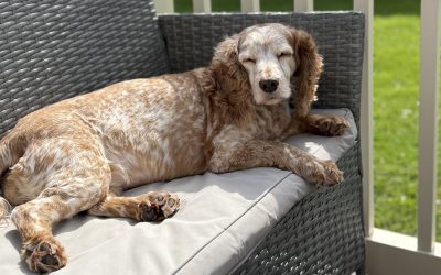 Paws, Pants, and Pools: Why Summer Grooming is a Must for Your Pup